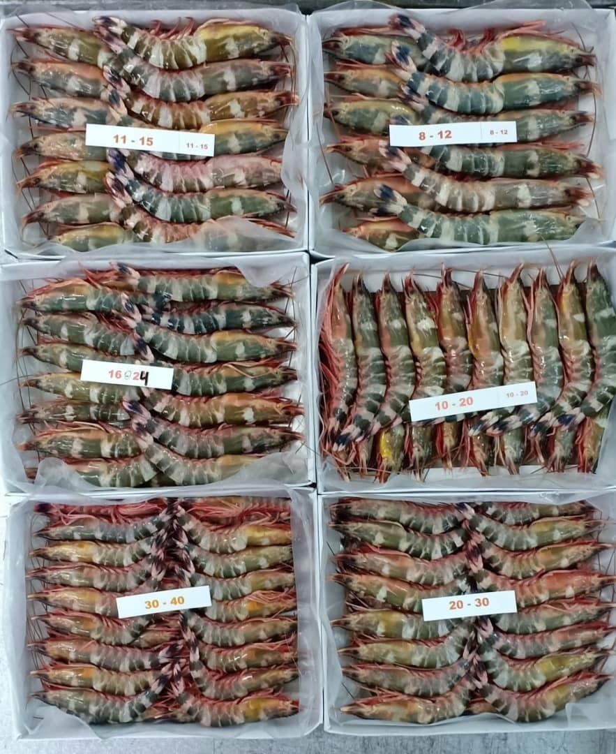 Cat Tiger HOSO Shrimp · 400g
