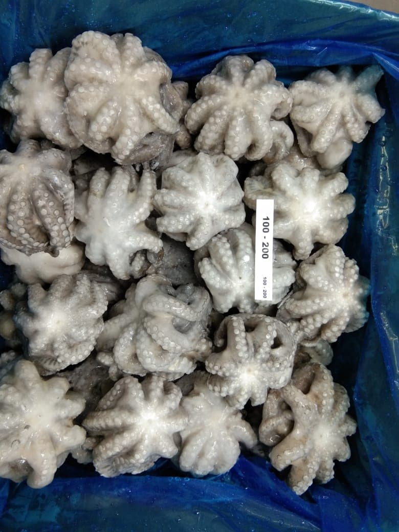 IQF flowered octopus 100-200g