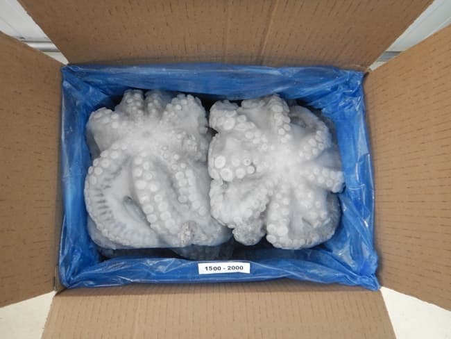 IQF flowered octopus 1500-2000g