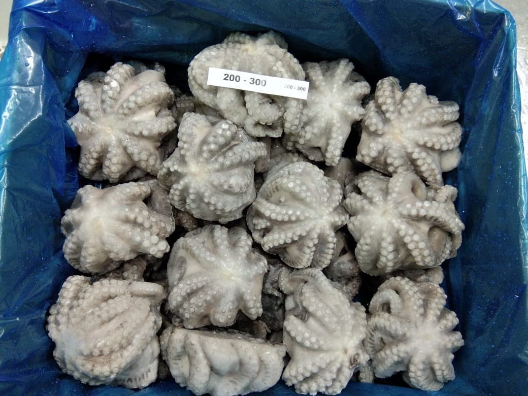 IQF flowered octopus 200-300g