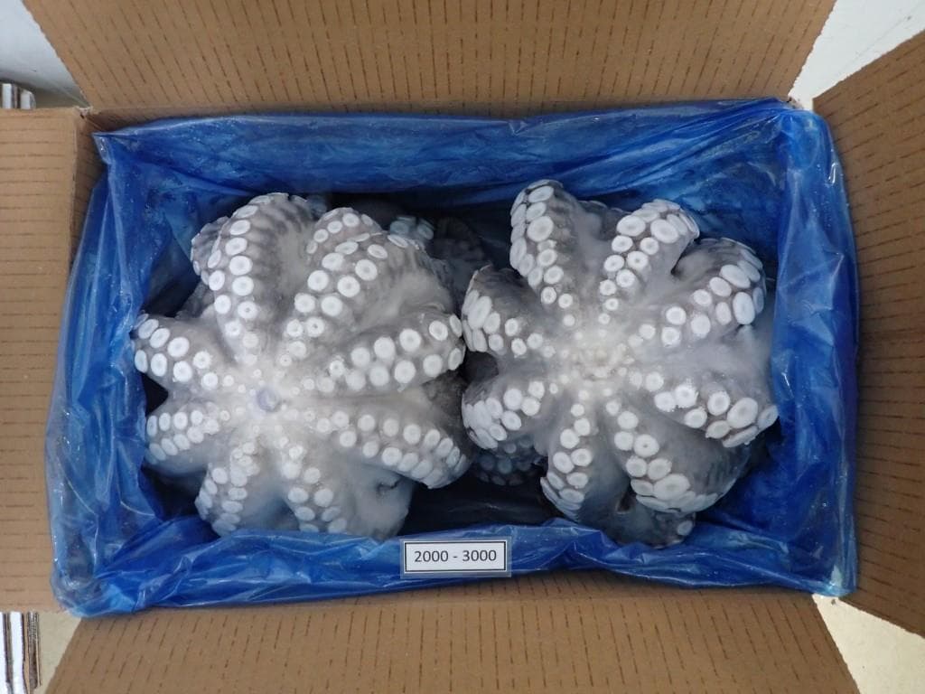 IQF flowered octopus 2000-3000g