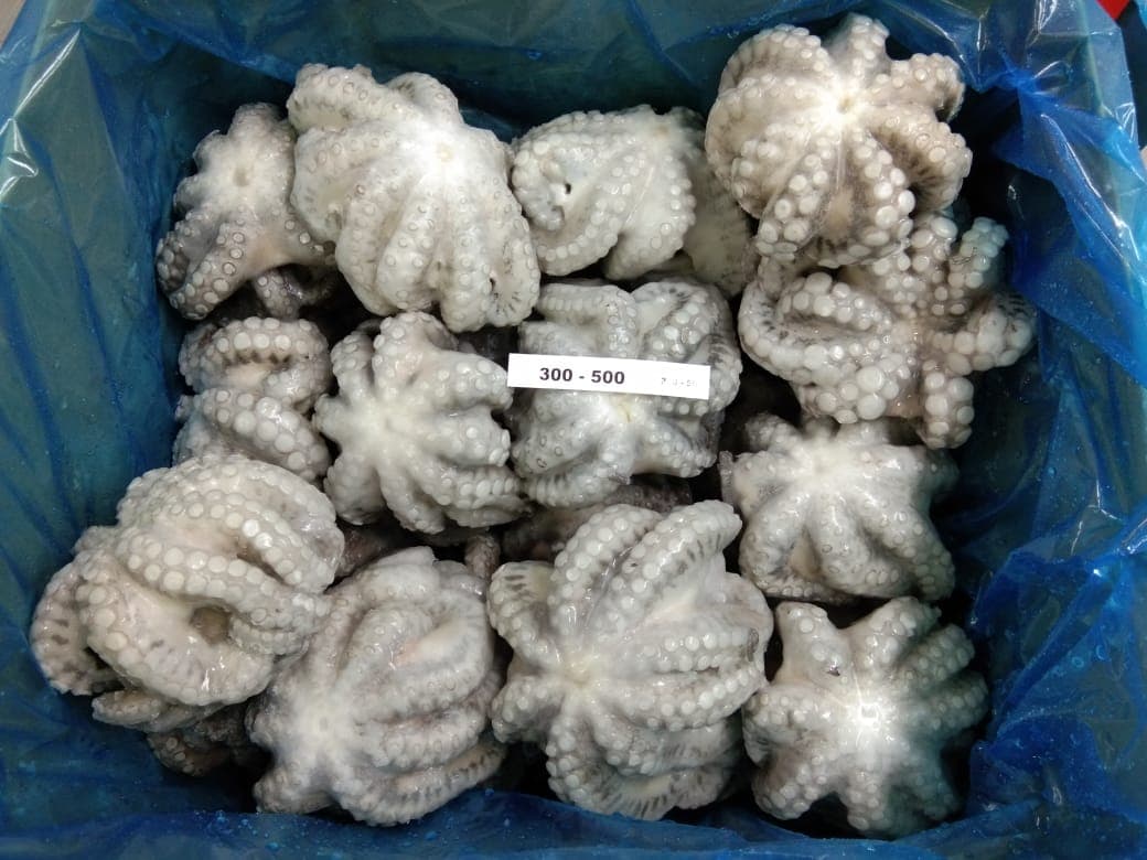 IQF flowered octopus 300-500g