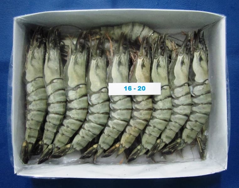 Tiger HOSO shrimp 16-20 count