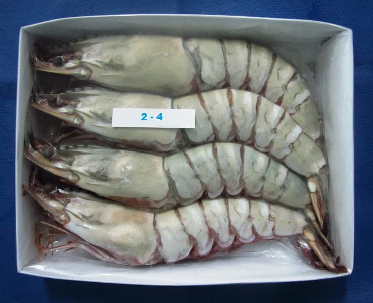 Tiger HOSO shrimp 2-4 count