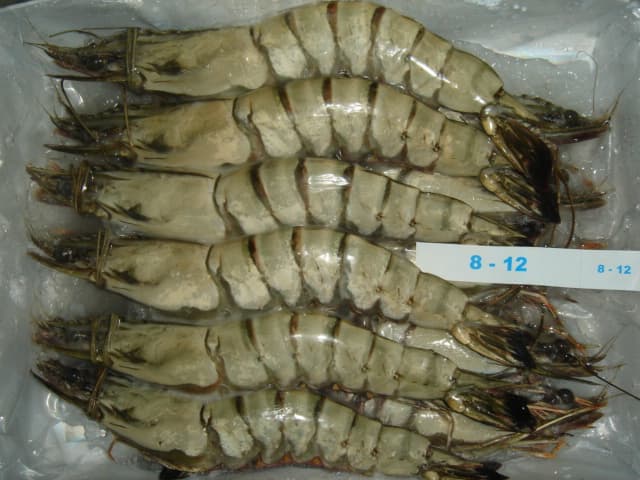 Tiger HOSO shrimp 8-12 count
