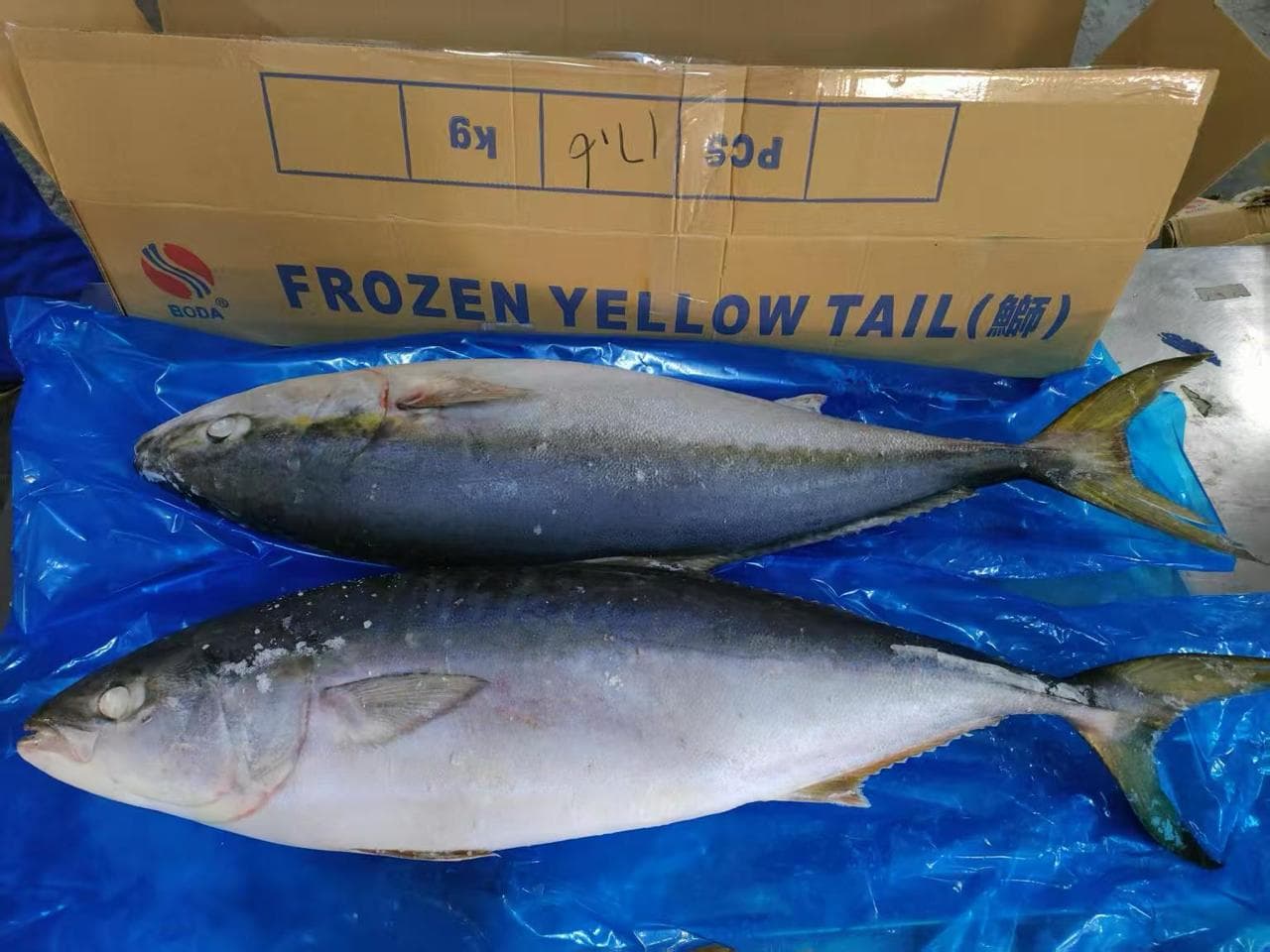 Frozen yellowtail displayed with shipping carton