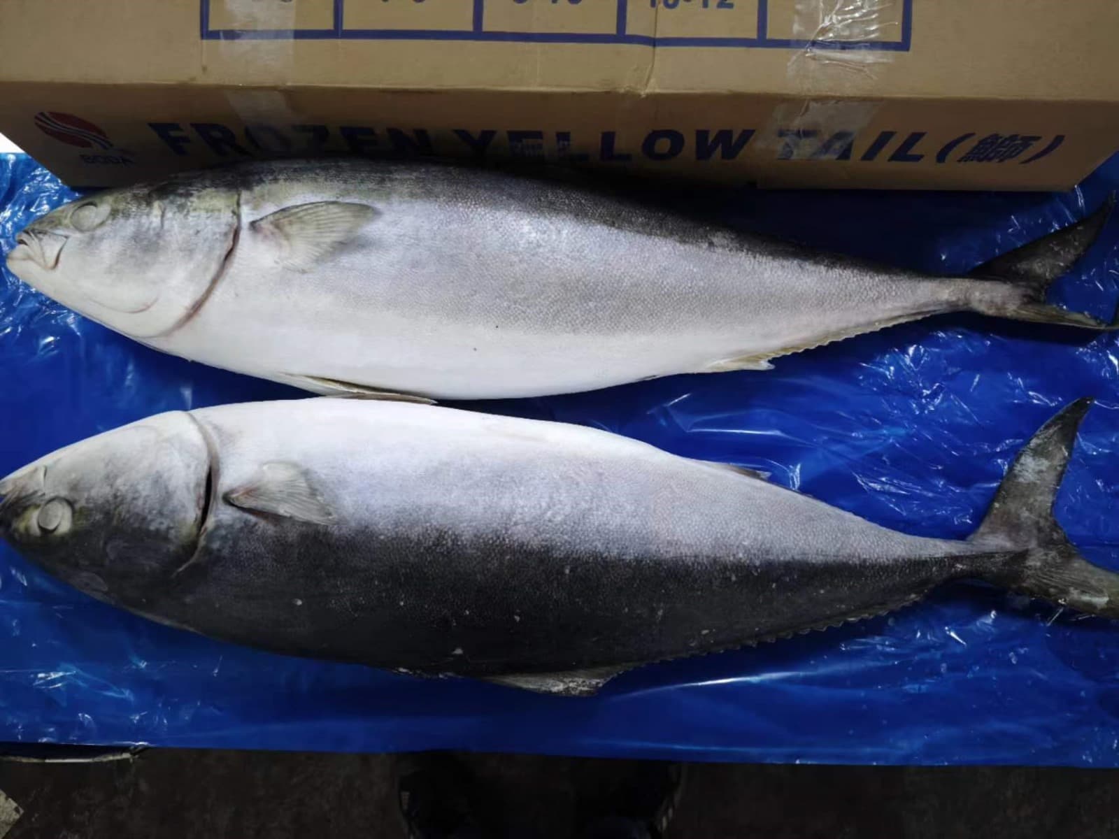 Two frozen whole yellowtail amberjack fish
