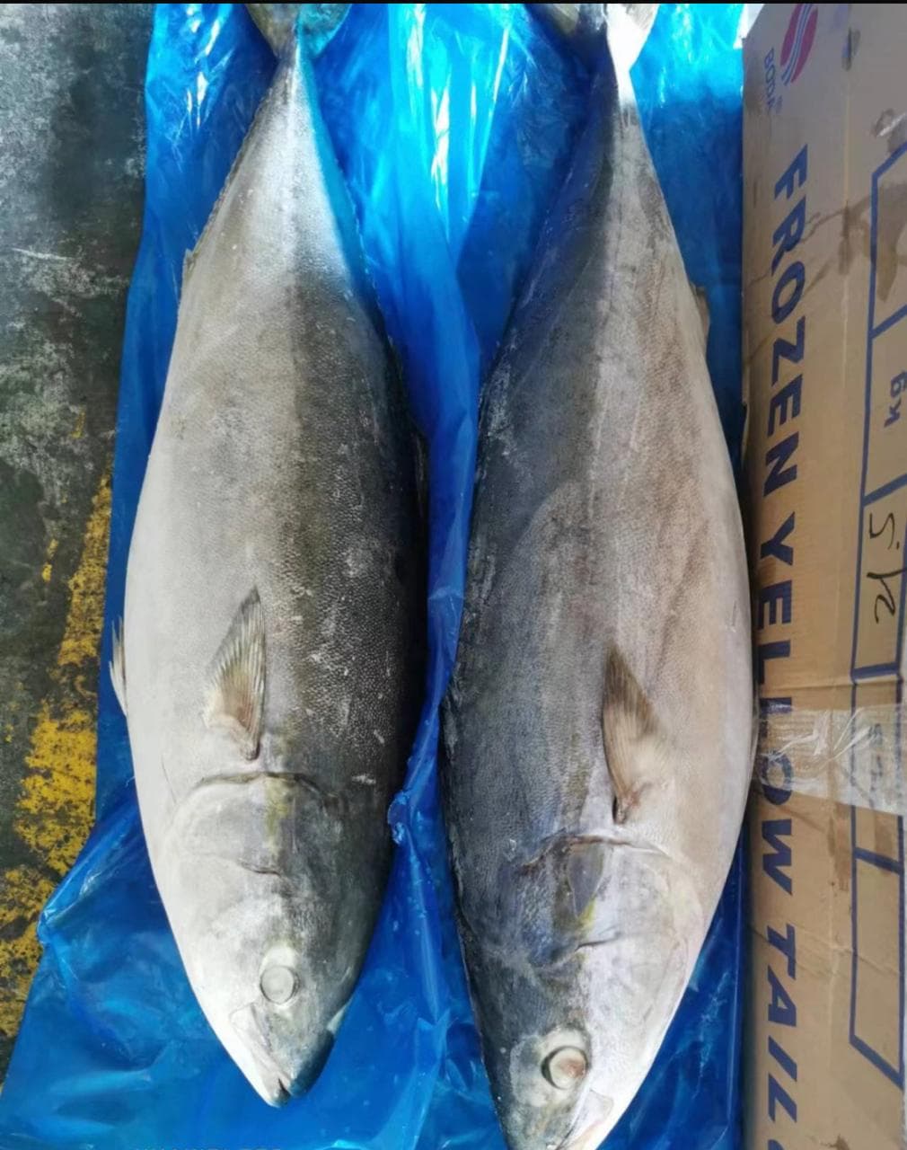 Pair of whole frozen yellowtail fish