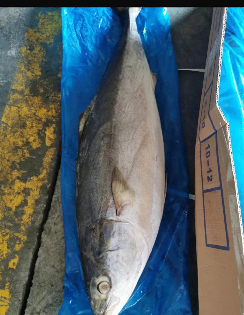 Single whole frozen yellowtail fish