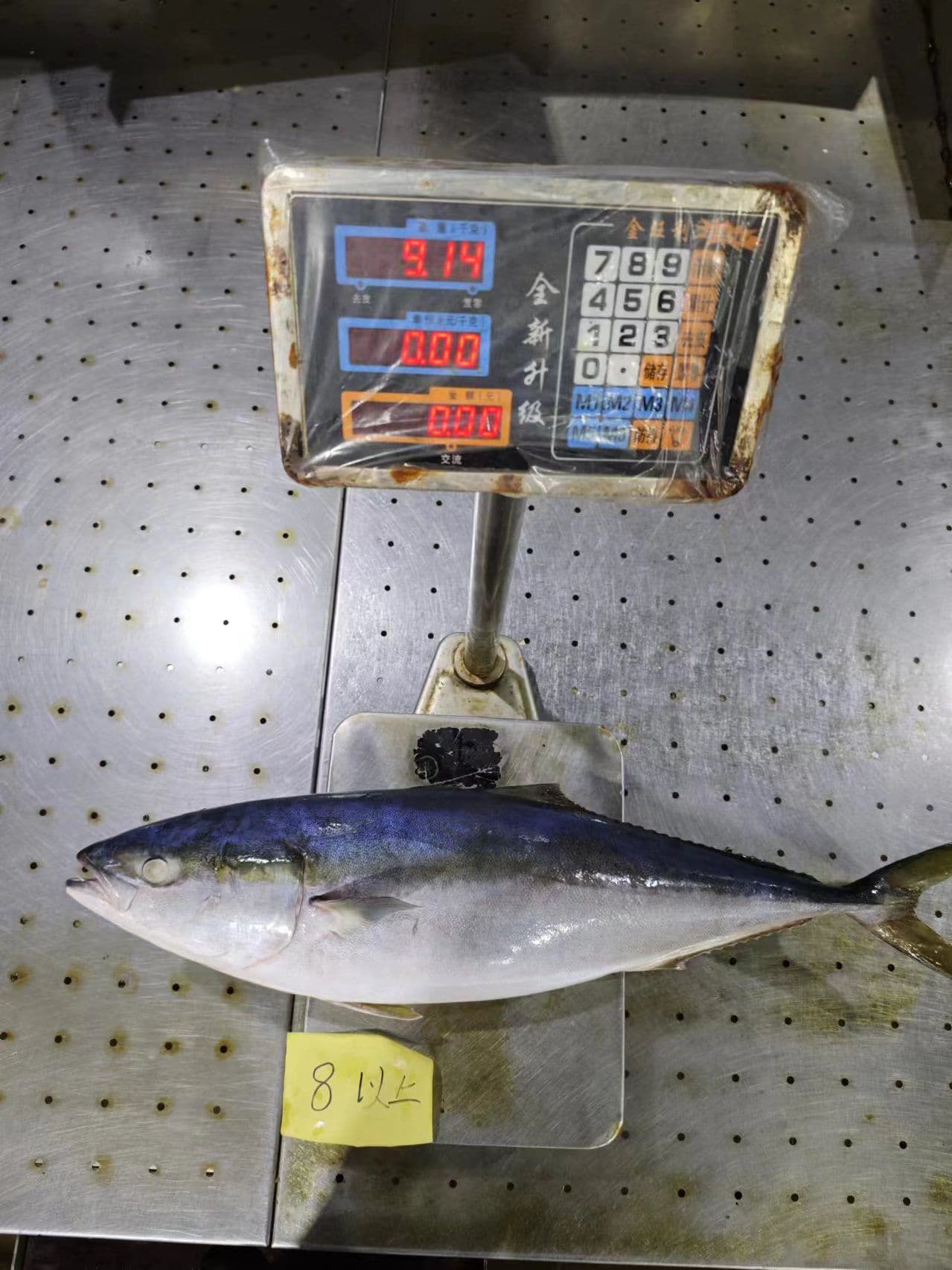 Whole yellowtail individual weight check