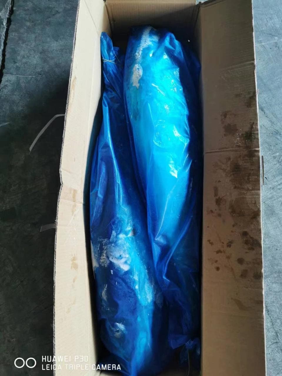 Frozen yellowtail inside an open random-weight carton
