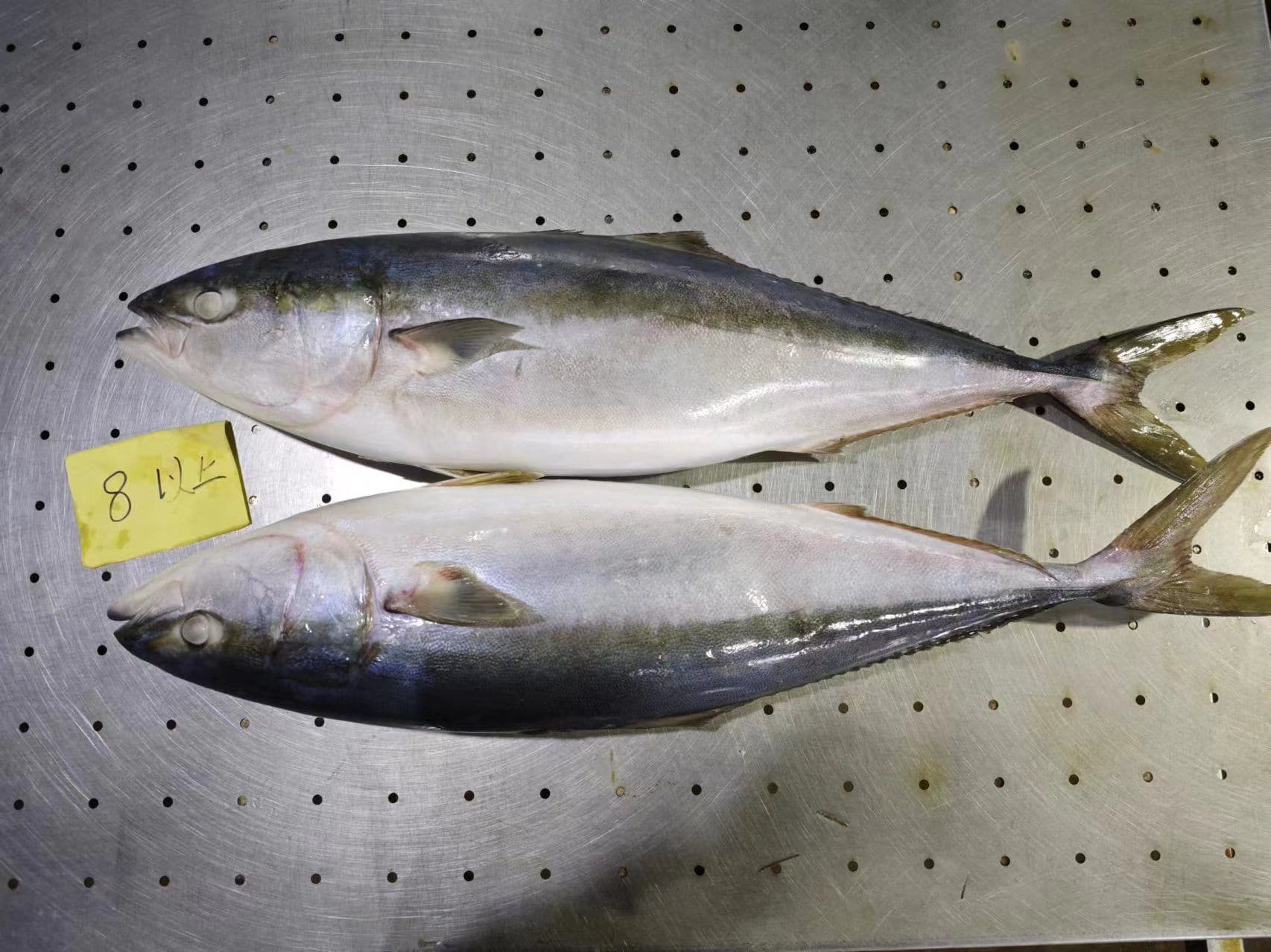 Frozen whole yellowtail size comparison